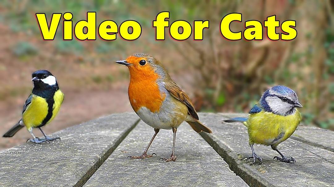 Cat TV ~ Catflix Videos for Cats to Watch ⭐ 8 HOURS ⭐