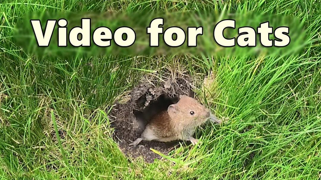 Videos for Cats to Watch ~ Mouse in The Grass Extravaganza