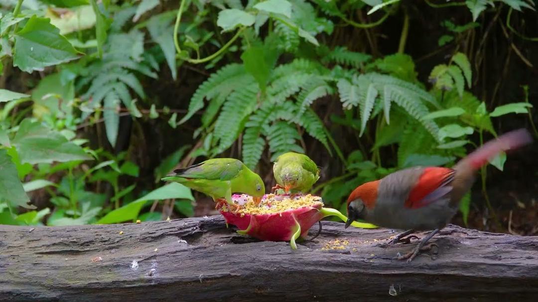 Cat TV for Cats to Watch 😸 Birds and Squirrels Enjoying Fresh Seeds on a Summer Day 🐿️🕊️ 4K HDR