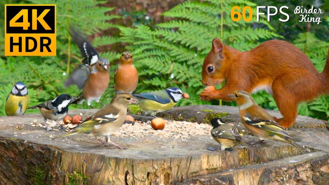 Cat TV for Cats to Watch 😺❤️ Eye-catching Birds and Red Squirrels 🐿 Nature Fun 4K HDR 60FPS