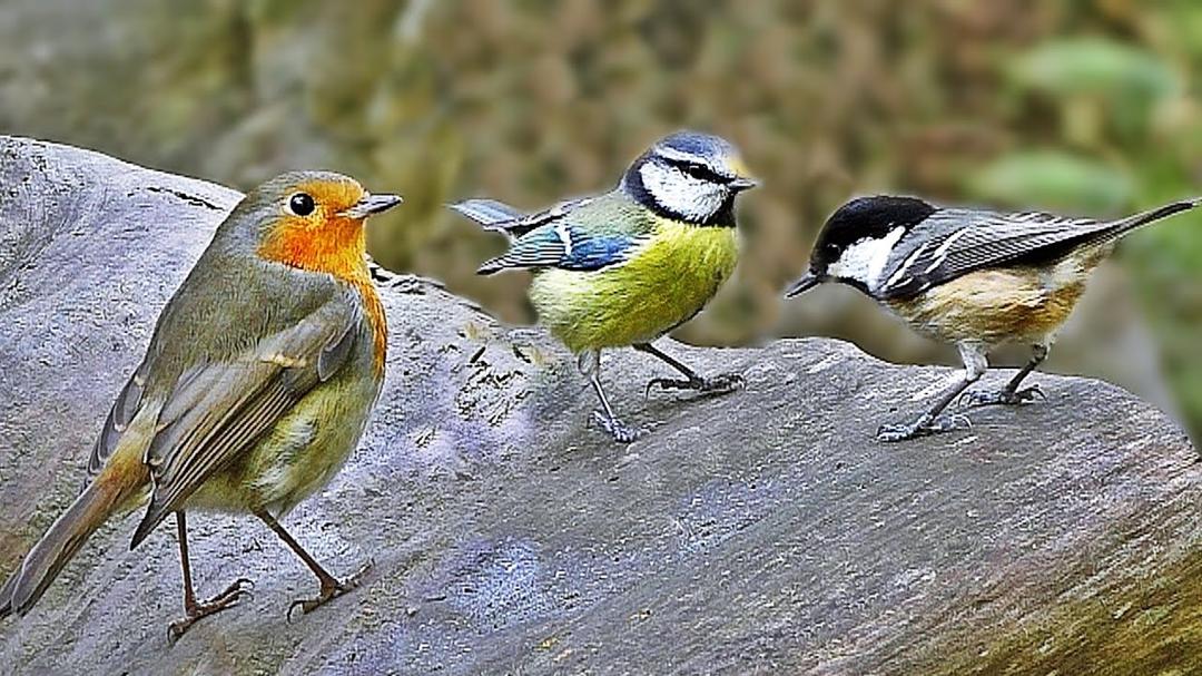 Sounds and Video for Cats and Dogs - Birds and Birdsong