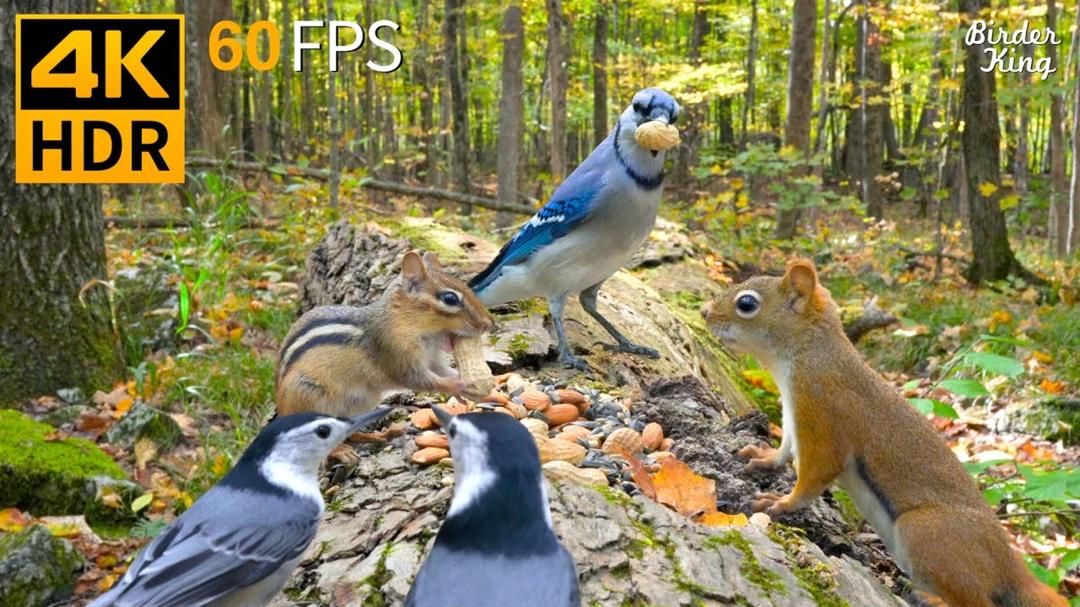 Cat TV 😺🐦 An Amber Symphony with Birds, Chipmunks and Squirrels 🐿 Cat Games 4K HDR
