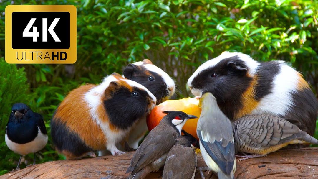 Magical Cat TV 😻 Birds & Squirrels Bring a Touch of Nature to Your Cat 🕊️🐿️ 4K HDR