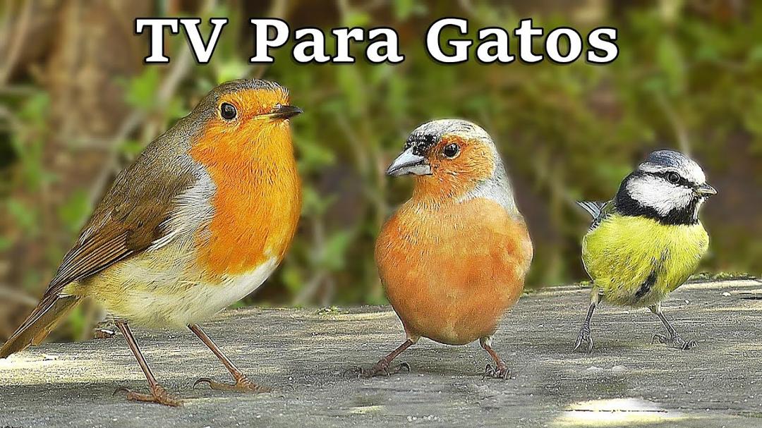 TV Para Gatos : Pájaros en Todas Partes
