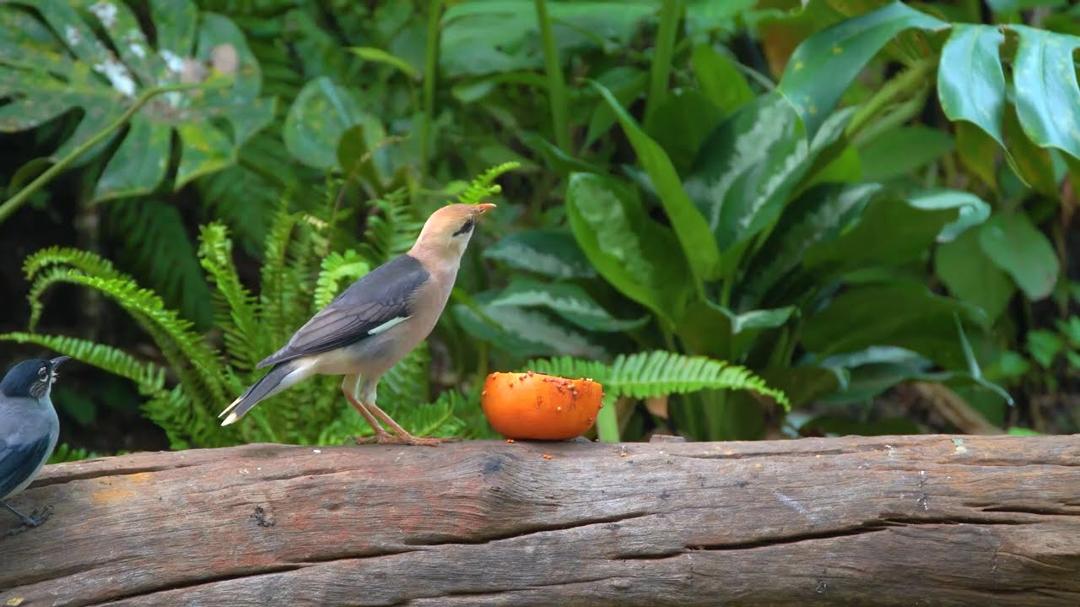 Cat TV for Cats to Watch 😺🐦 Amazing Birds and Squirrels 🐿️ Videos for Cats to Watch 4K HDR