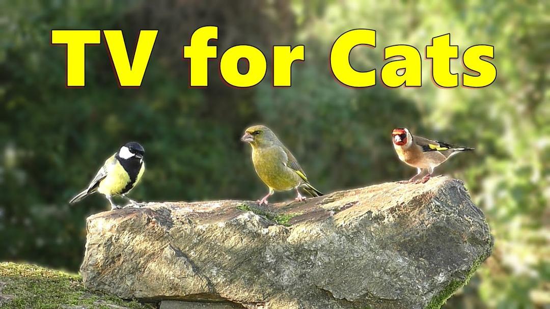 Cat TV ~ Birds of Beauty for Cats to Watch ⭐ 8 HOURS ⭐