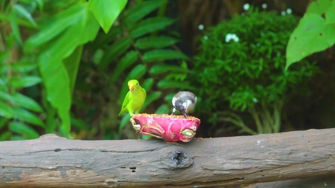 CAT TV NO ADS 😺 Summer Fun with Cutest Squirrels and Adorable Little Birds🐤 4 hours of Nature Escape