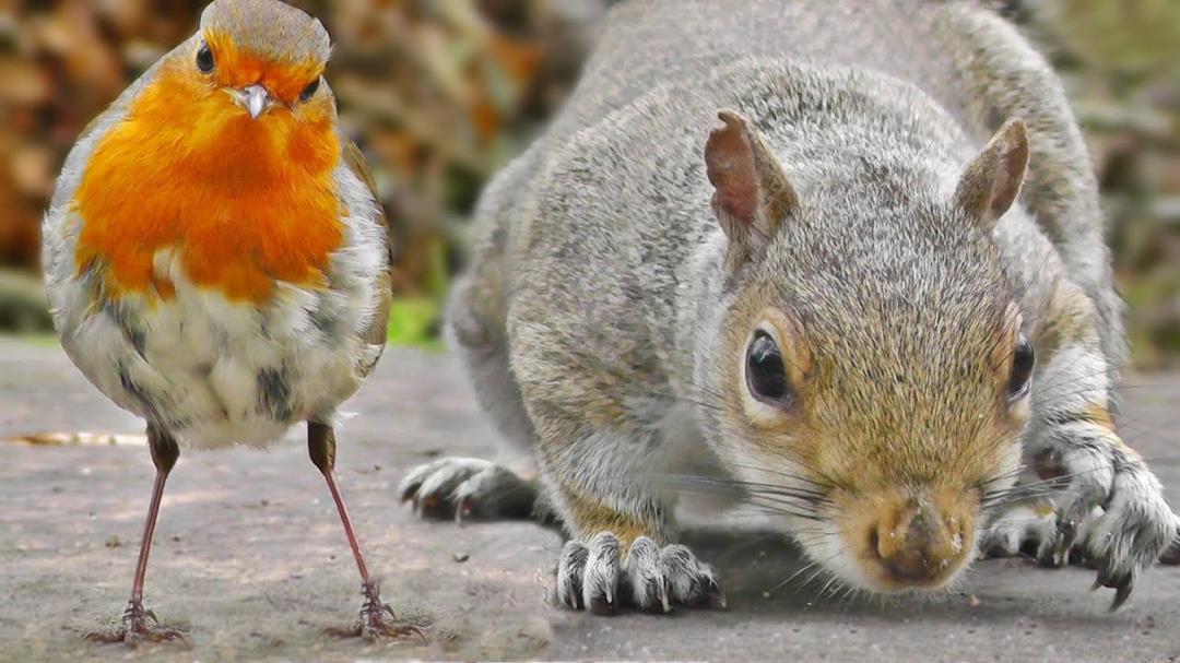 Videos of Birds Chirping and Squirrels For Cats To Watch