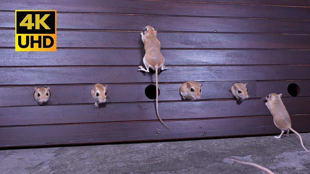 Cat TV Adorable Mice Peek Out & Climb Fun Wall with Scurrying sound for cats to watch 4K