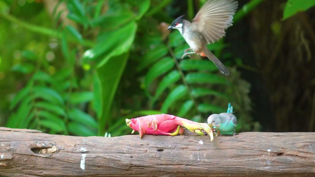 [NO ADS] Cat TV for Cats to Watch 😺 Squirrels and Birds Enjoy the Party 🐦🐿 4 Hours 4K HDR 60FPS