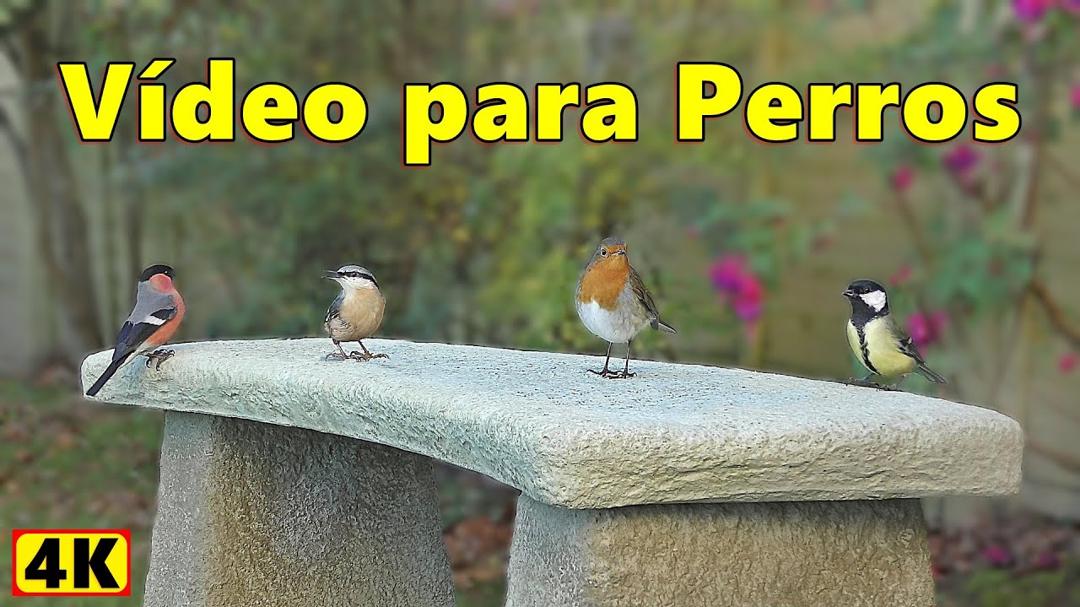 Vídeos Para Perros ~ 4K Pájaros - Maravillosa TV para perros para disfrutar ⭐ 8 HORAS ⭐