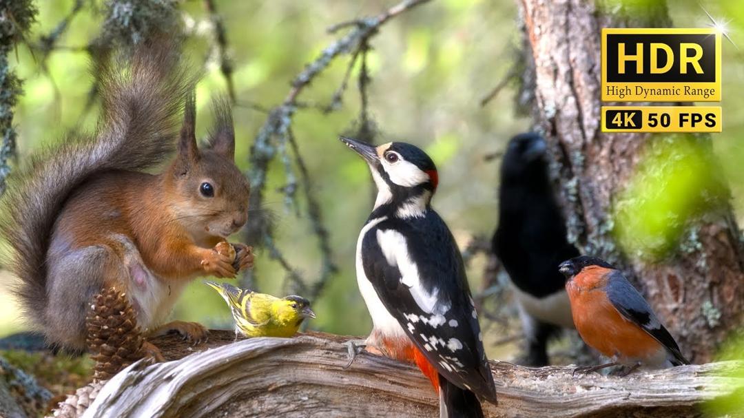 TV for Cats & Dogs 😽🐕  More BIRDS and some SQUIRRELS 🕊️🐿️
