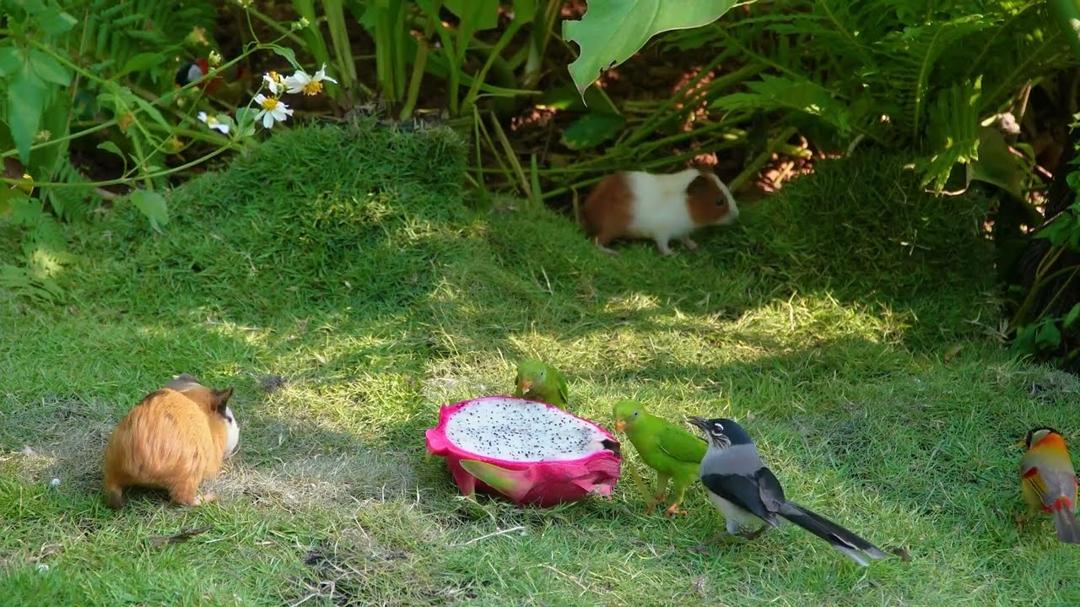 Magical Nature for Cats 😻 Birds & Squirrels Snack in the Golden Sunshine 🕊️🐿️ Relaxing Cat Video 4K