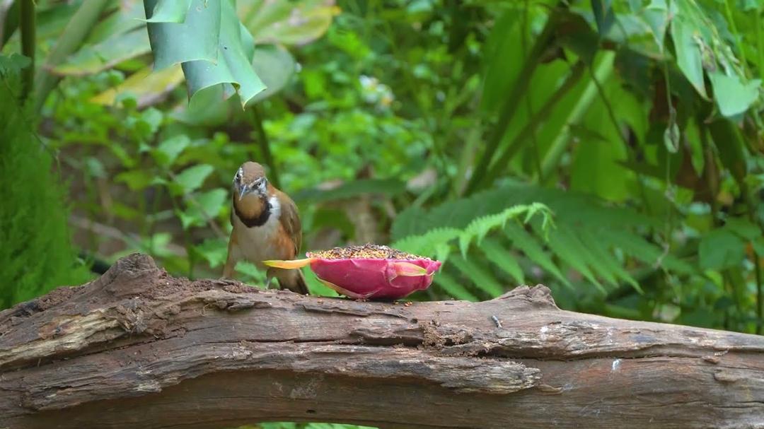 Cat TV for Cats to Watch 😺🐦 Birds & Squirrels Discover Treats by the Wall 🐿️ Nature Video for Cats
