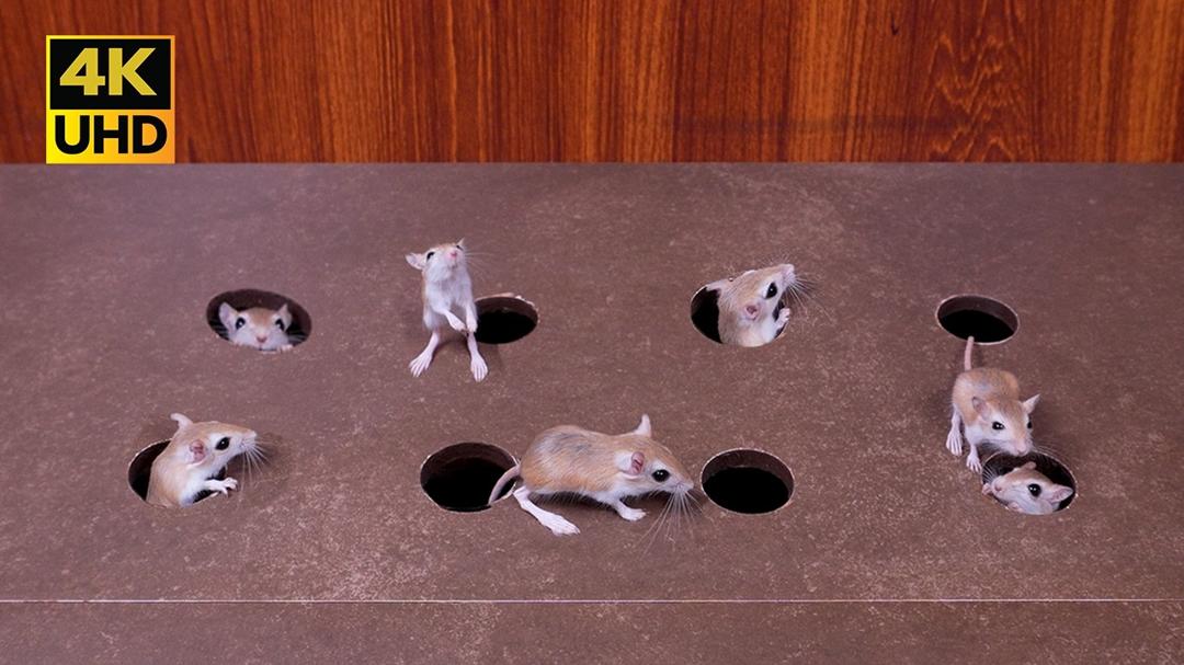 Ultimate Cat TV Game for Bored Cats: Real Mice Playing Peekaboo for cats to watch 4k