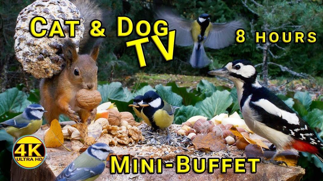 Videos for Cats to Watch 😺🐿️ Red Squirrels & Cute Birds🐦 8 Hours Bird Songs
