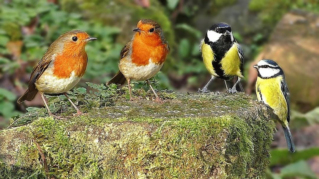 Videos for Cats to Watch - Birds in The Secret Garden