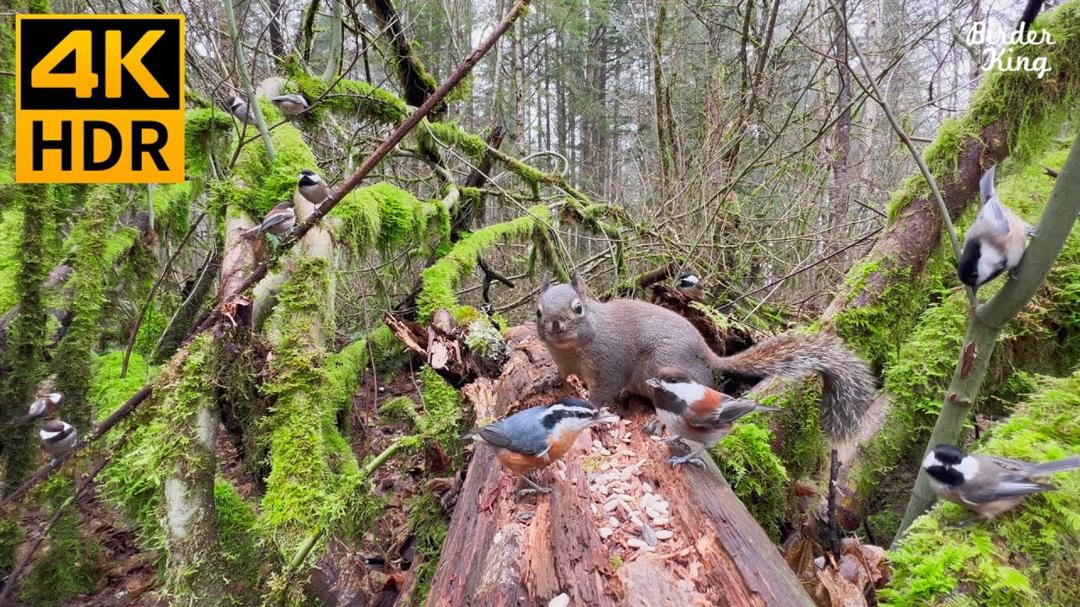 Cat TV for Cats to Watch 😺📺 Cute Birds in the Forest 🐦 Funny Ground Squirrels 🐿 8 Hours(4K HDR)