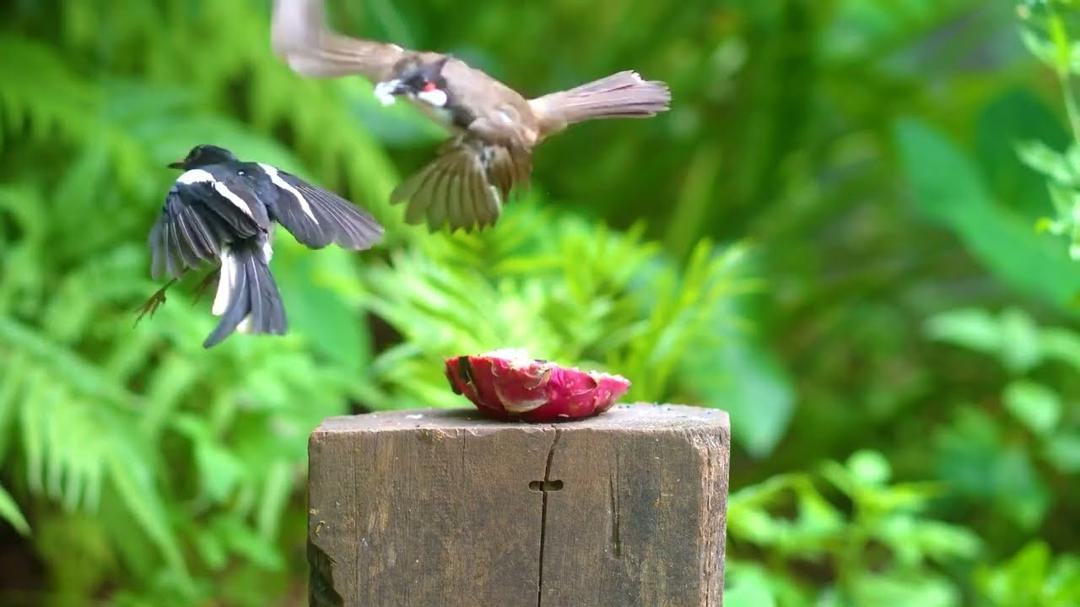 Cat TV NO ADS for Cats to Watch 😺🐦 Singing Squirrels, Cute Birds and Chipmunks 🐿 Cat Games 4K HDR