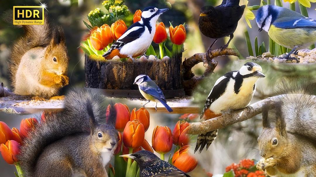 Cat TV: Bird and Squirrel Spring Vibes Compilation🌻🐦10 hrs (4K HDR) No Ads