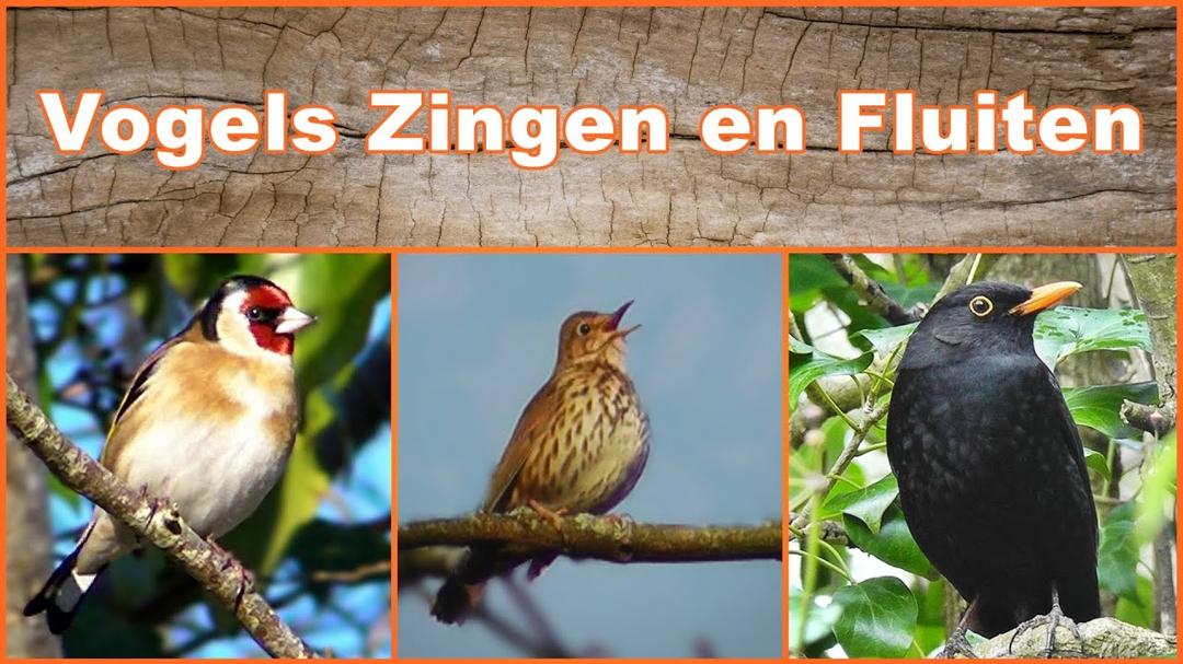 Vogels Zingen en Fluiten