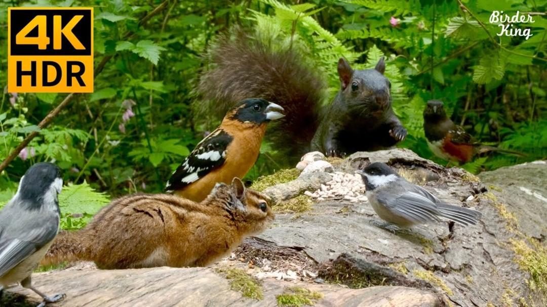 Cat TV for Cats to Watch 😺 Pretty birds, chipmunks, squirrels in the forest 🐦🐿 8 Hours(4K HDR)
