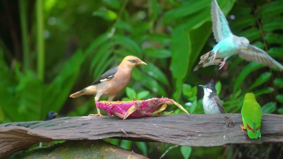 [No Ad Interruptions] Cat TV for Cats to Watch 😺🦜 Birds hop squirrels leap forest sways 🐿 4K HDR