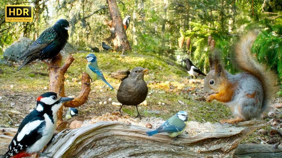 Cat TV NO ADS😺 Non-Stop BIRDS and Squirrels in Relaxing Forest Corner