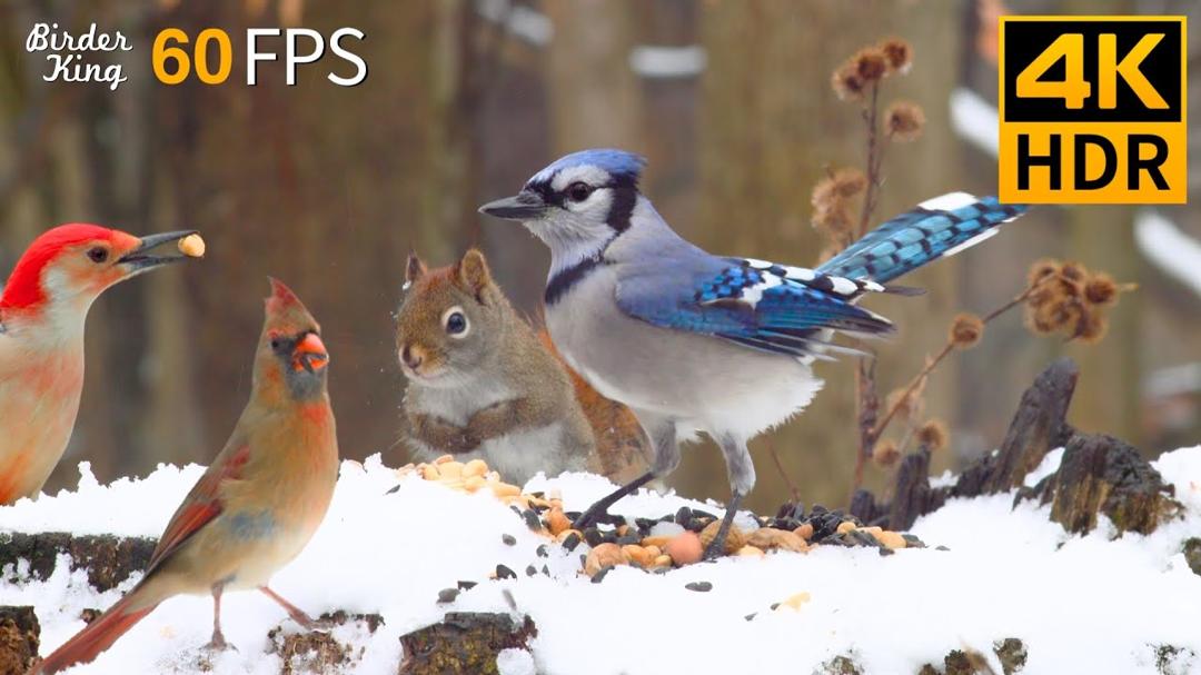Cat TV for Cats to Watch 😺🐦 Cheerful Winter Birds and Squirrels 🐿 Cat Games 4K HDR 60FPS