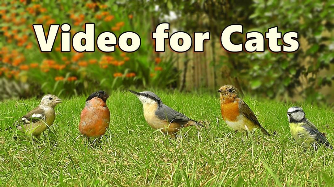 Catflix : Videos for Cats to Watch - 8 HOUR Garden Birds Bonanza