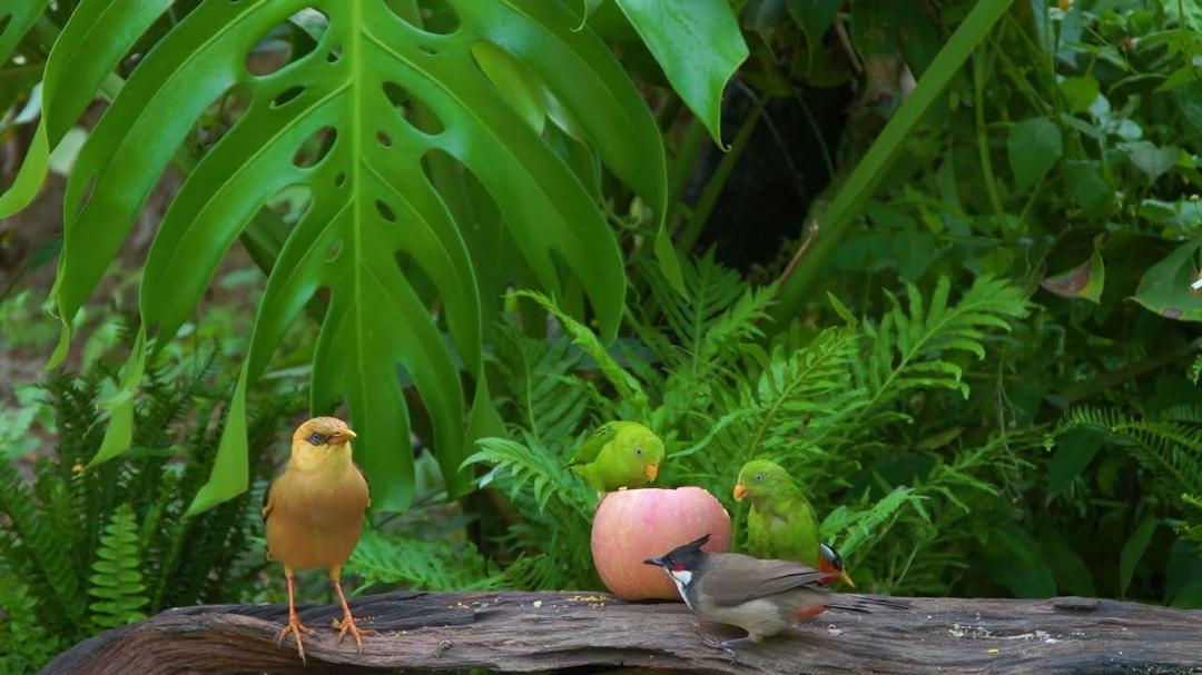 Ultimate Cat TV 😸 Birds & Squirrels Munch on Sweet Summer Treats 🐦🐿️ Videos for Cats 4K