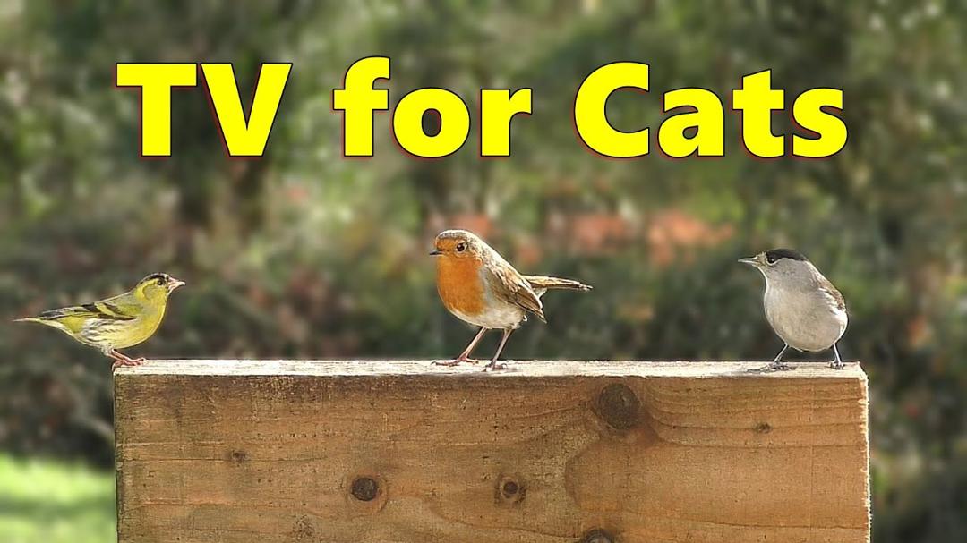 Cat TV Videos ~ Birds for Cats to Watch Enchantment ⭐ 8 HOURS ⭐