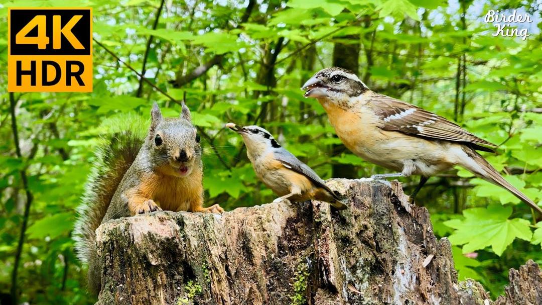 Cat TV for Cats to Watch 😺 Cute Birds & Little Squirrels in the Forest 🐿 8 Hours 4K HDR