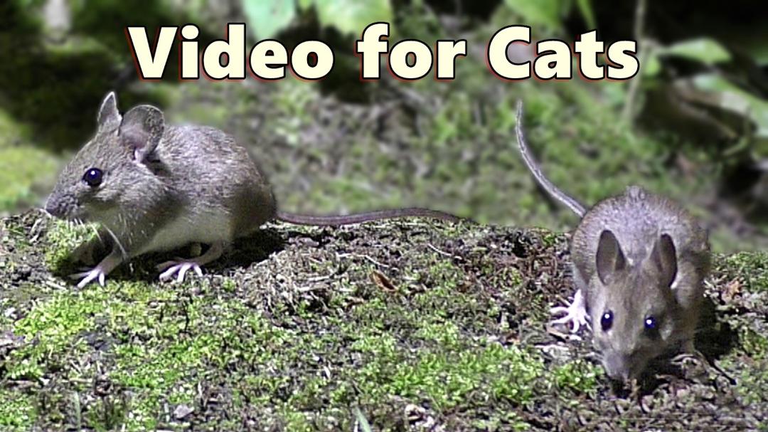 Cat TV Mice 🐭 Mouse for Cats to Watch on TV
