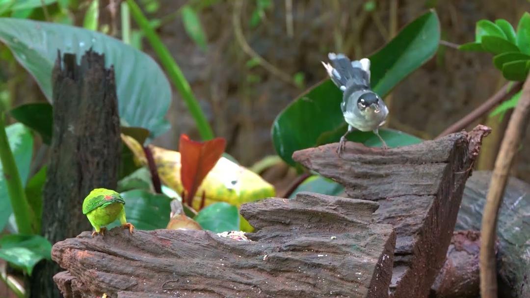 (No Ad Interruptions) Cat TV 😺🐦 An Symphony with Birds, Chipmunks and Squirrels 🐿 Cat Games 4K HDR