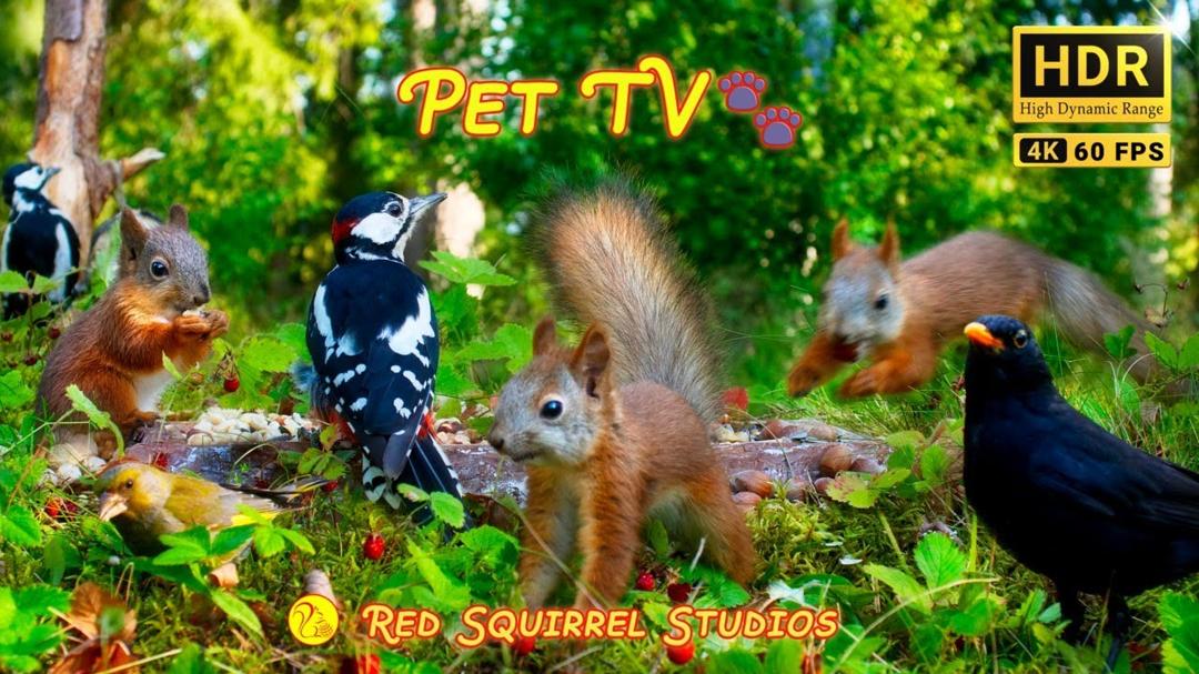 CAT TV NO ADS😻 Adorable Squirrel Babes, Funny Birds and Wild Strawberries 🐿️  No Mid-Roll Ads