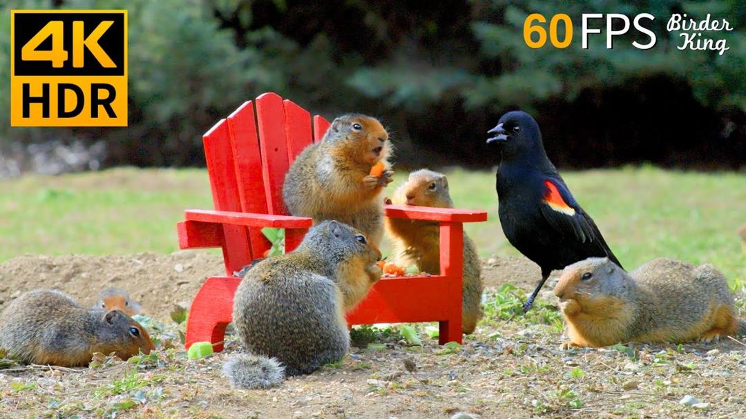 Cat TV for Cats to Watch 😺 Pretty Birds and Squirrels 🐿 8 Hours 4K HDR 60FPS
