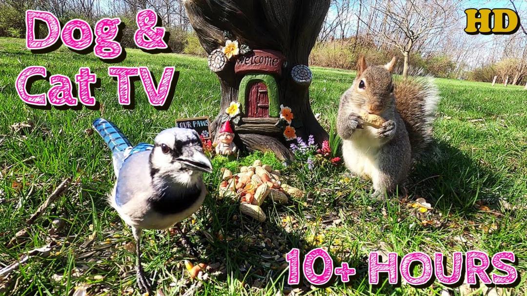 Dog & Cat TV  🐕🐈 📺 | Squirrels, Blue Jays, and more | Videos for Cats to watch | 10-Hours  😍