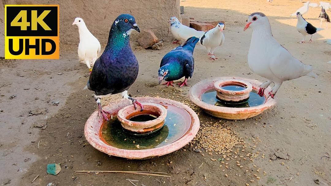 Cat Tv For Cats To Watch Most Beautiful Pigeons - 10 Hours Cat Tv 4k UHD