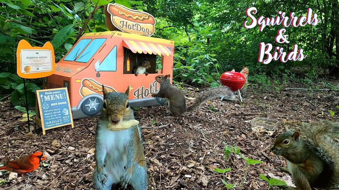 🐶😺TV for Dogs & Cats (No Ad Interruptions): Squirrels & Birds at Food Truck | Background Ambience