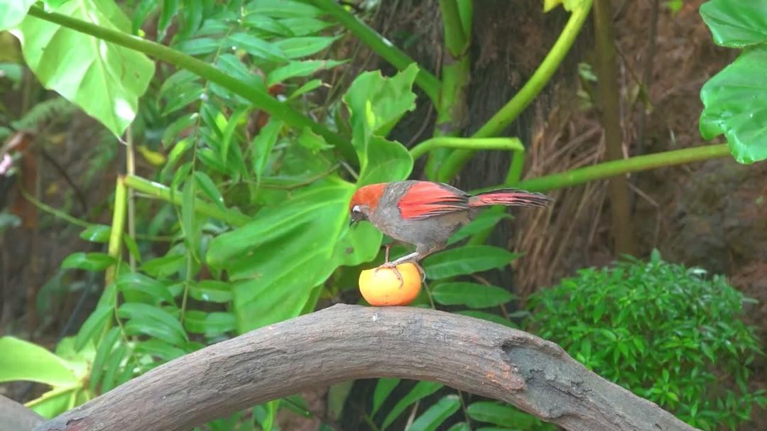 Cat TV NO ADS for Cats to Watch 😺🐦 Golden Tail Squirrels! Cute Birds and Chipmunks 🐿 Cat Games 4K