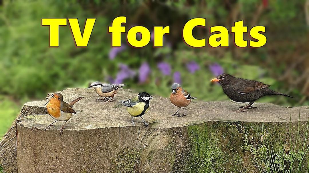 Cat TV ~ Birds at Bluebell Wood ⭐ 8 HOURS ⭐