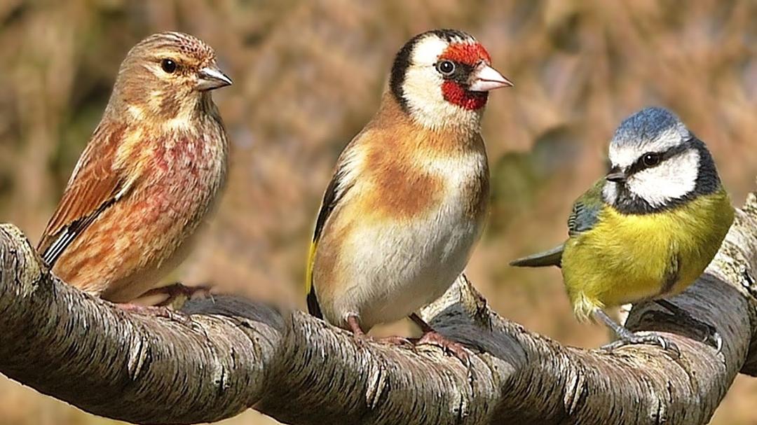 Videos de Pajaritos ~ los pajaros mas lindos