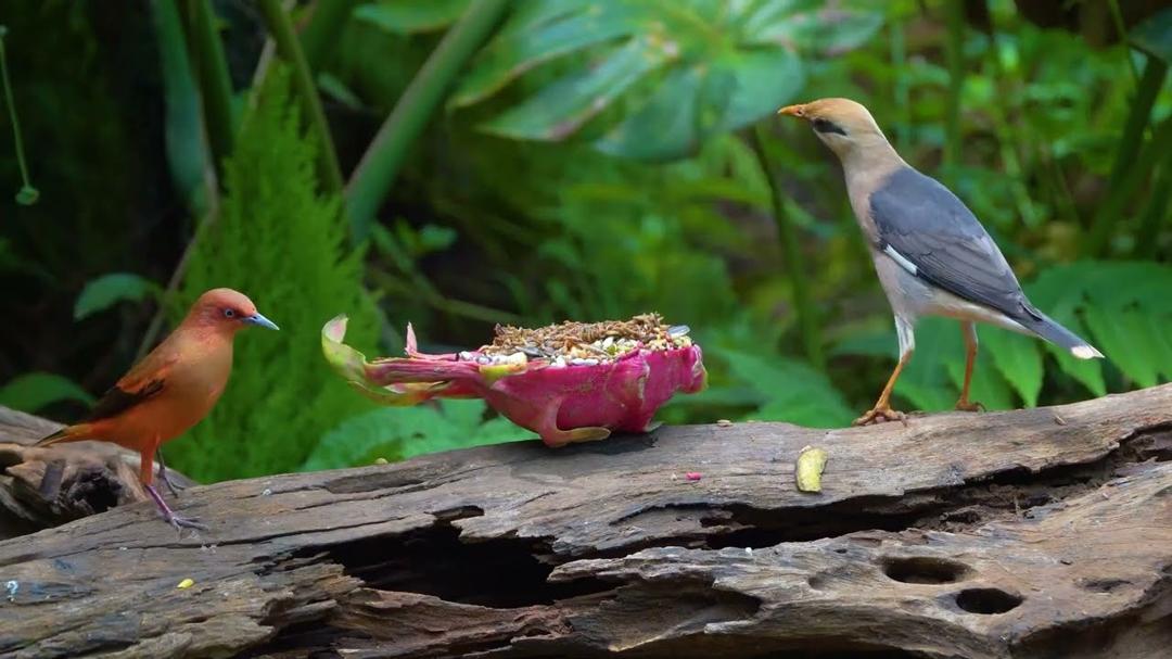 Cat TV for Cats to Watch 😺 Playful Birds Chipmunks and Squirrels 🐿️ TV for Cats | Dog TV 4K HDR