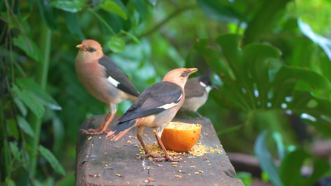 Cat TV for Cats to Watch 😸 Shy Birds & Persistent Squirrels 🕊️🐿️ Videos for Cats 4K HDR 60FPS