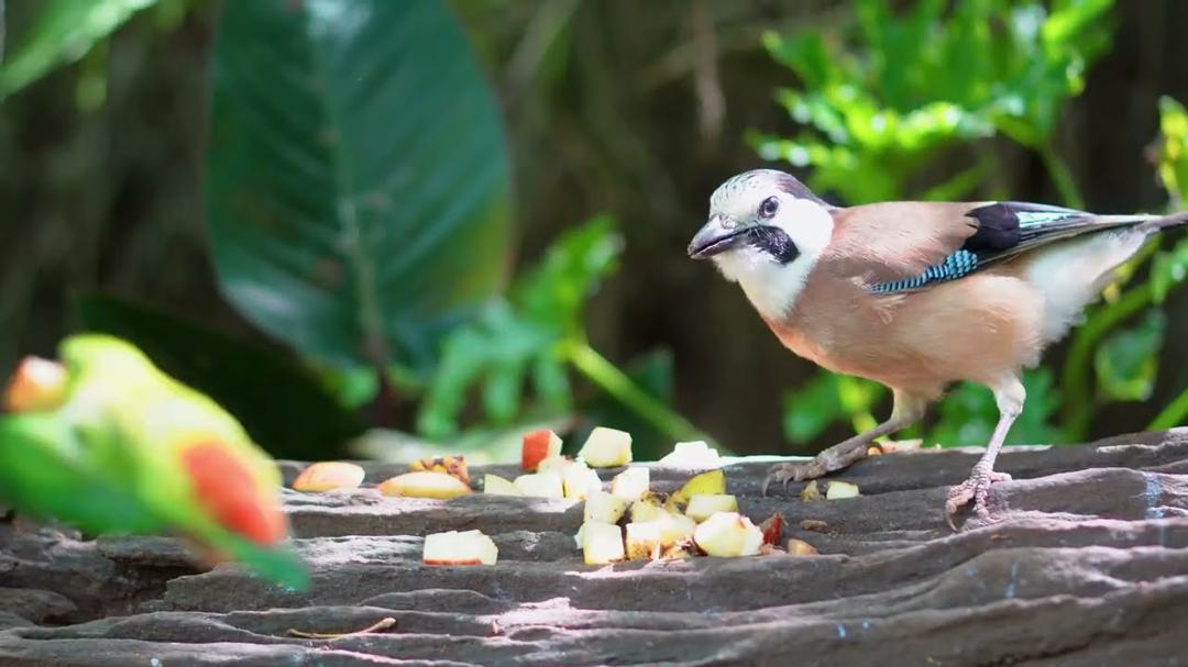 Cat TV for Cats to Watch 😺🐦 Birds Inviting Squirrels to a Secret Seed Party 🤫🐿 Cat Games 4K HDR