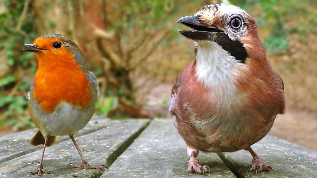 Juegos para Gatos - Ver Las Aves