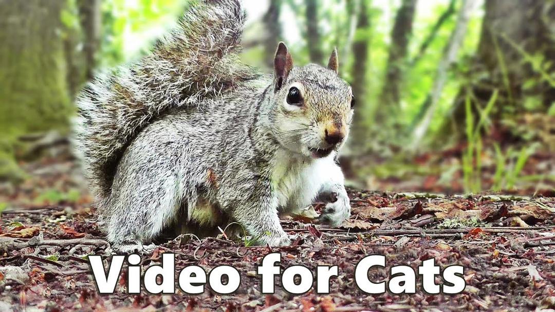 Cat TV - Squirrels and Woodland Birds Spectacular