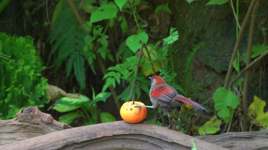 [No Ad Interruptions] Cat TV 😺 Playful Birds and Squirrels in the Forest 🐿️ 4 Hours videos for cats