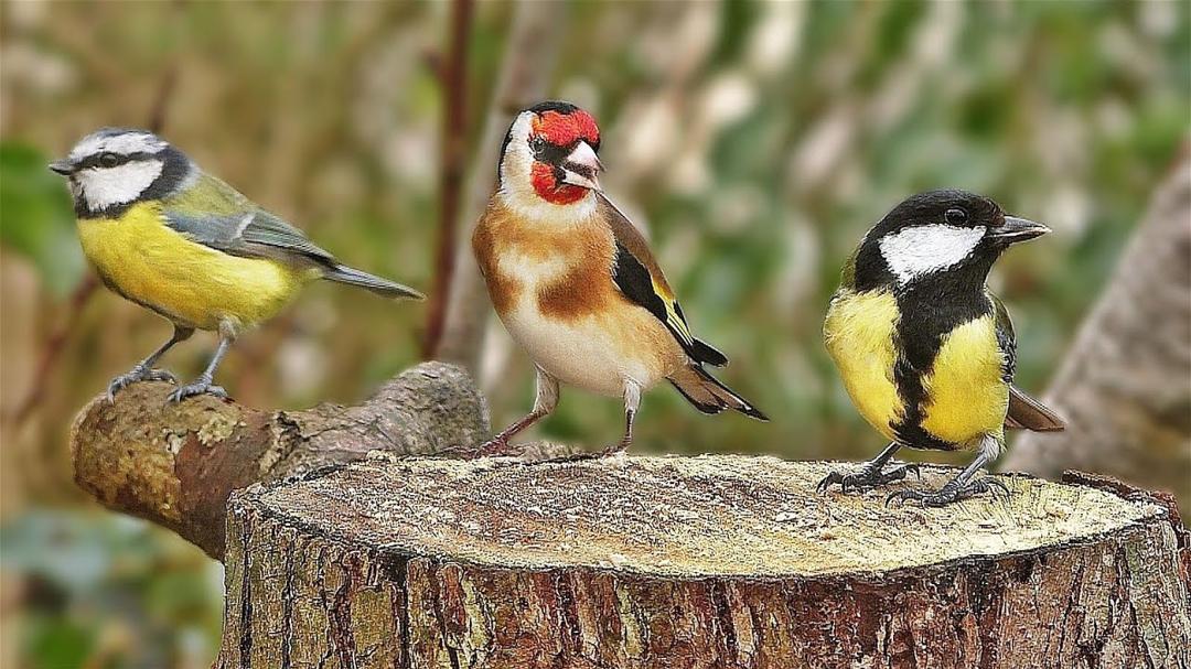 Videos for Cats to Watch and Hear Beautiful Bird Sounds / Cat TV
